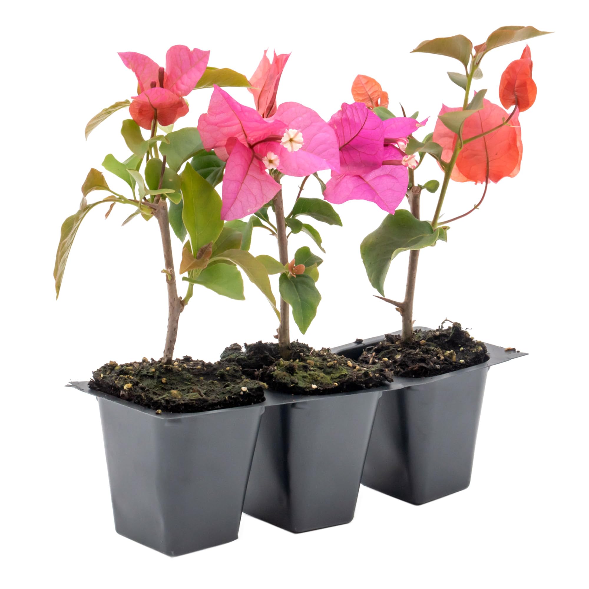 3 Temple Fire Bougainvillea
