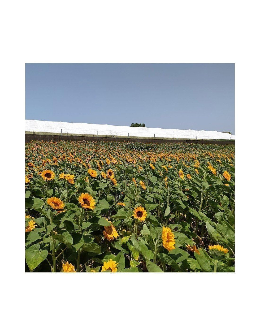 JARDIN202 - Girasoles | Flor Natural | Ramo de 5 tallos | Amarillo | 80cm de alto