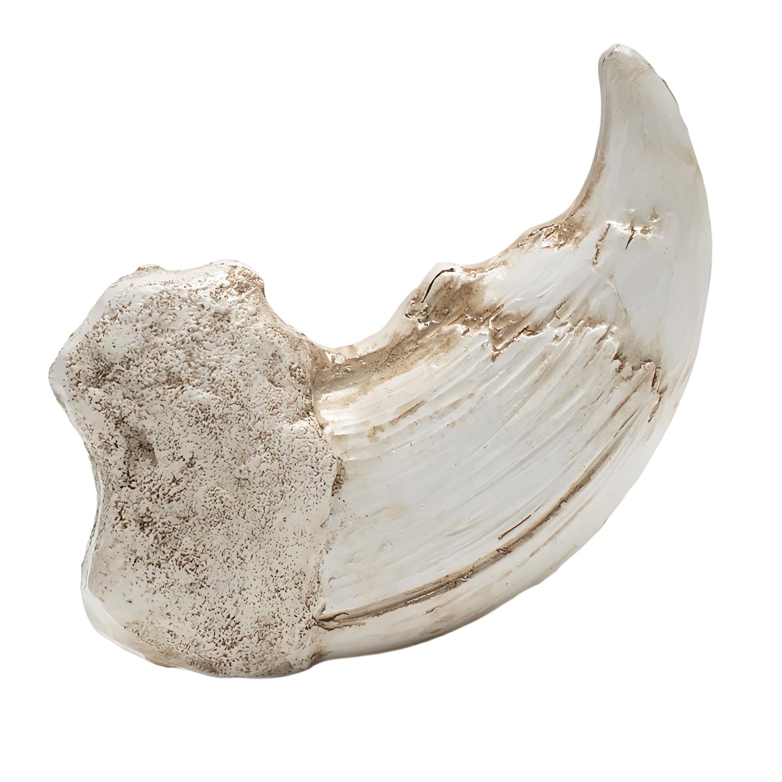 Resin Showpiece Realistic Fossils Replicas Collectible Ornament for Modern Interior Styling and Special Event Gift Desktop Display Items