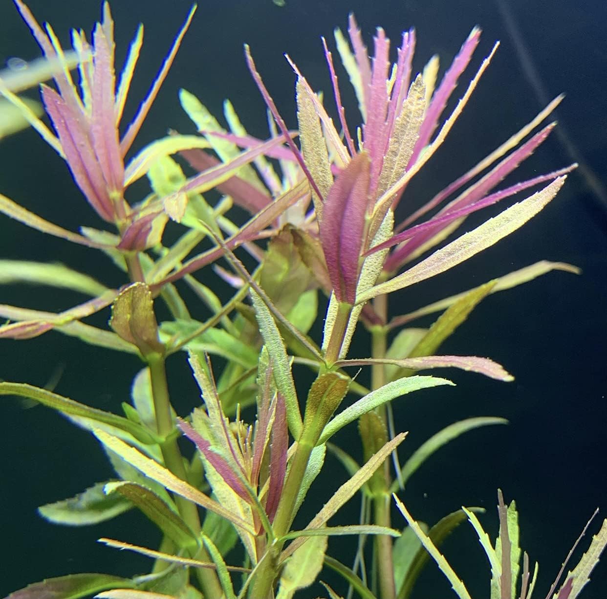 Limnophila Aromatica 6 Bundles Freshwater Live Aquarium Plants