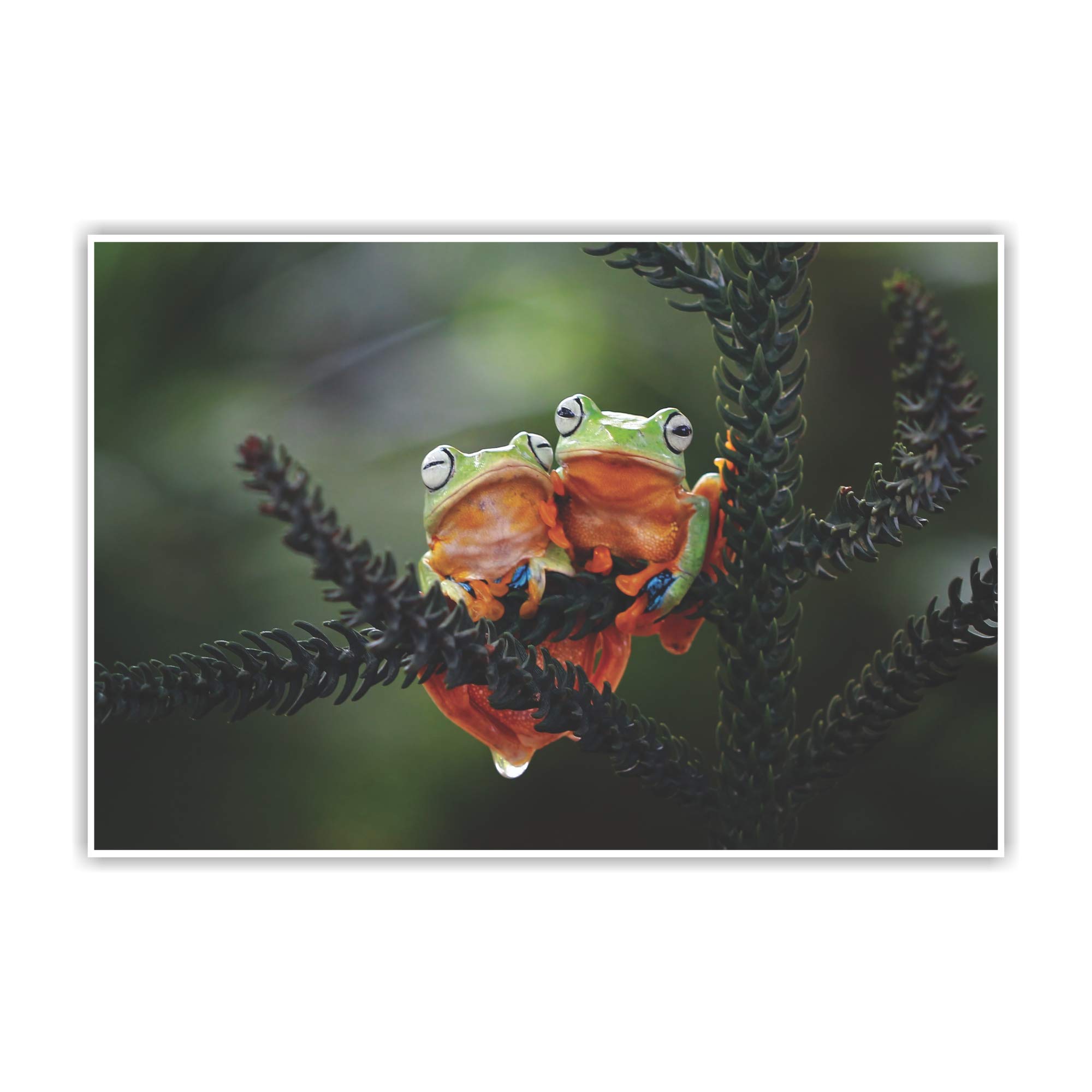 Flying Frog Sitting On Branch Gumming Vinyl Self Adhesive Sticker (Without Frame) Pack of 1 Pcs Size 24 Inch X 36* Inch* Multicolour