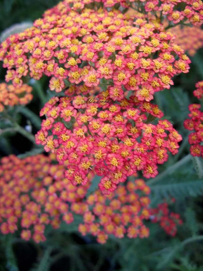 Achillea filipendulina Hybride 'Feuerland' - Schafgarbe ...