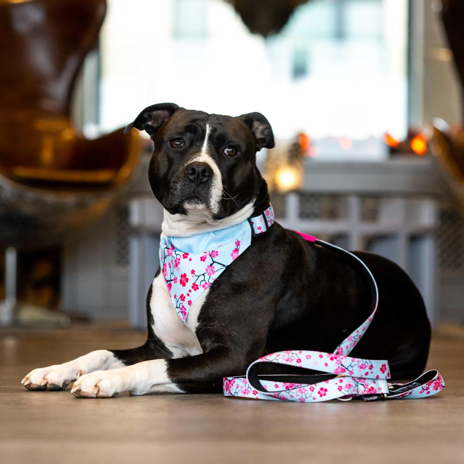 Guinzaglio Multifunzione Max & Molly 2m | Con 2 Moschettoni | Tracolla Imbottita | Per Cani Cherry Bloom - Foto 10