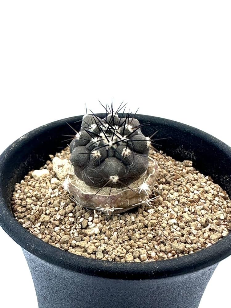 コレクション株！　コピアポア　コルムナアルバ　超美株　発根済！ コピアポア コルムナ・アルバ（現地球） | hanayoshi-botanical