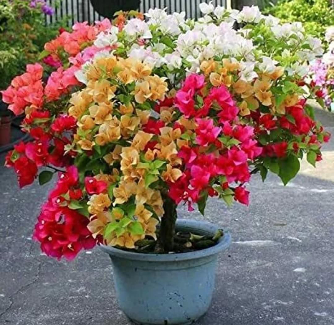 See full amazon price history chart for Balbasaur Live Flowering Plant Bougainvillea Creepers The Vibrant Small Compact/Bushy Shrub Plants For Home Garden Plant(1 Healthy Live Plant) Balbasaur Live Flowering Plant Bougainvillea Creepers The Vibrant Small Compact/Bushy Shrub Plants For Home Garden Plant(1 Healthy Live Plant) (B0BV6JFKTZ) Amazon Price History, Amazon Price Tracker