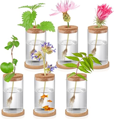 Miniatura 8 de 6 macetas de vidrio de escritorio de terrario para plantas, macetas de propagación de plantas de mesa con corcho y platillo de madera para cultivar