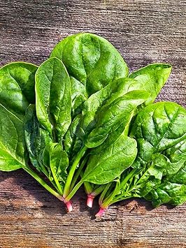 All-Year-Round Large Variety Spinach Matador 100+ Seeds for Planting Non-GMO Indoors and Outdoors