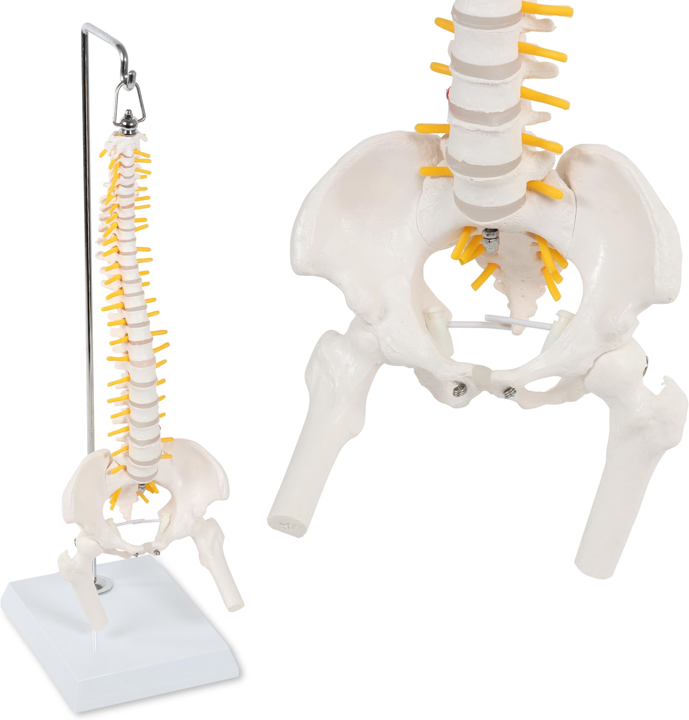 MonMed Miniature Vertebral Column Model with Spinal Nerves, Pelvis, Femur – Half-Size Flexible Spine Model with Stand