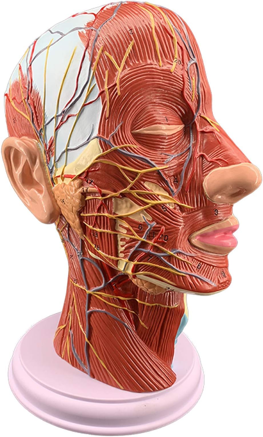LIBAI Scientific Human Head Model, Anatomy Mode Features Half Head, Muscular Anatomy, Veins, Arteries, Exposed Sinuses, Brain, And Spinal Anatomy