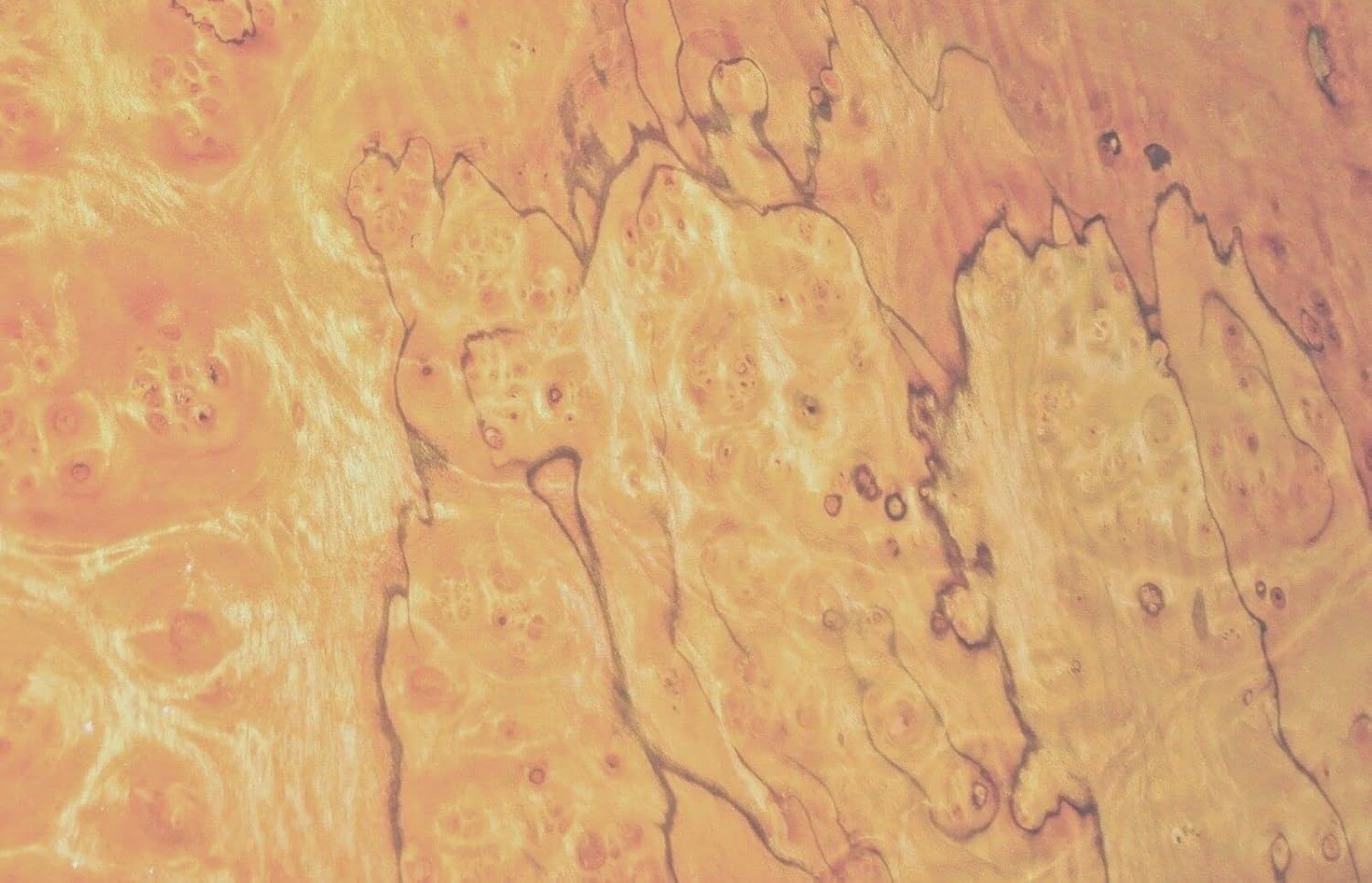 Pimento Pepperwood Burl Wood Veneer 14" x 20" raw Veneer no Backing 1/42" Thick