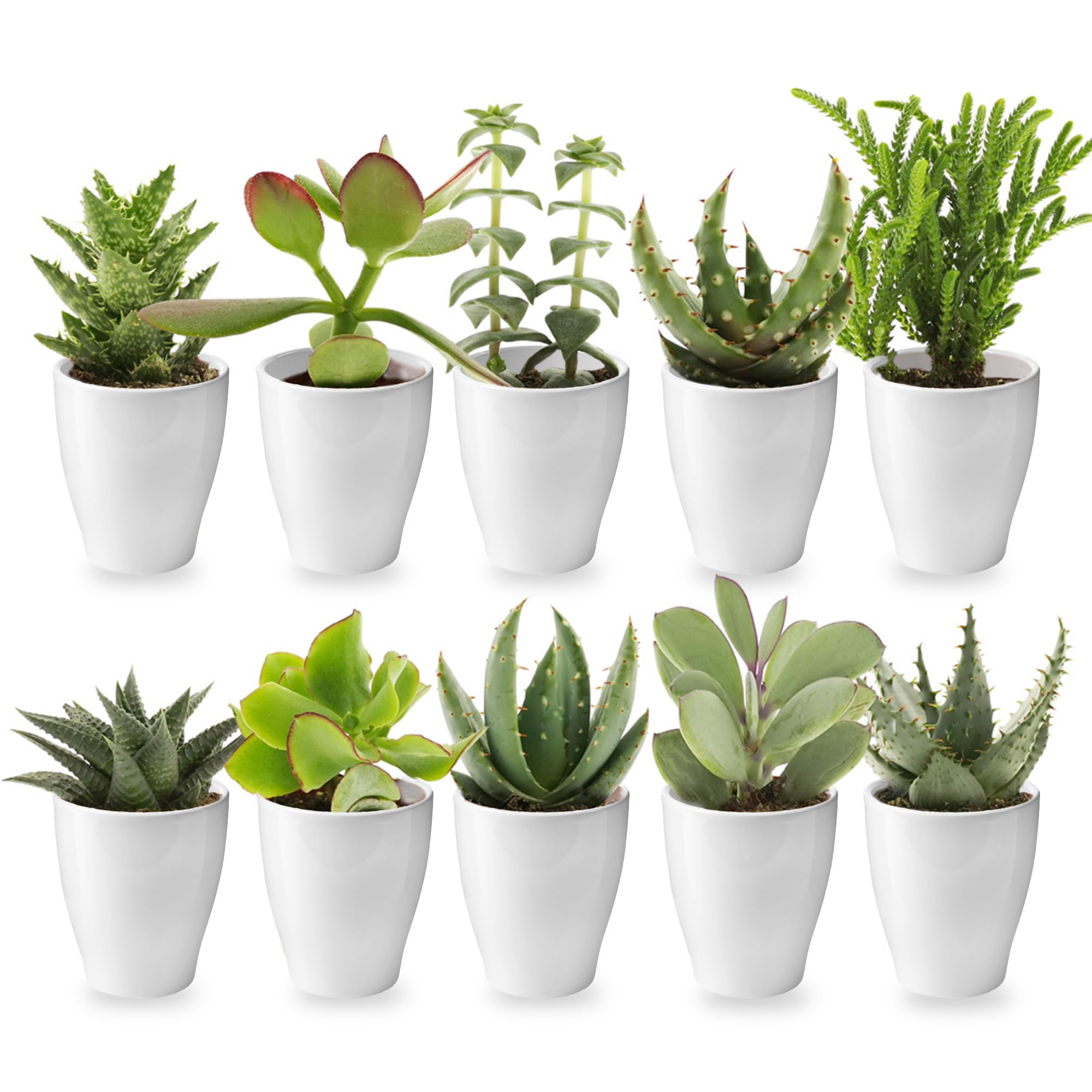 variegata succulent Crassula perforata String of Buttons Variegata main image 0