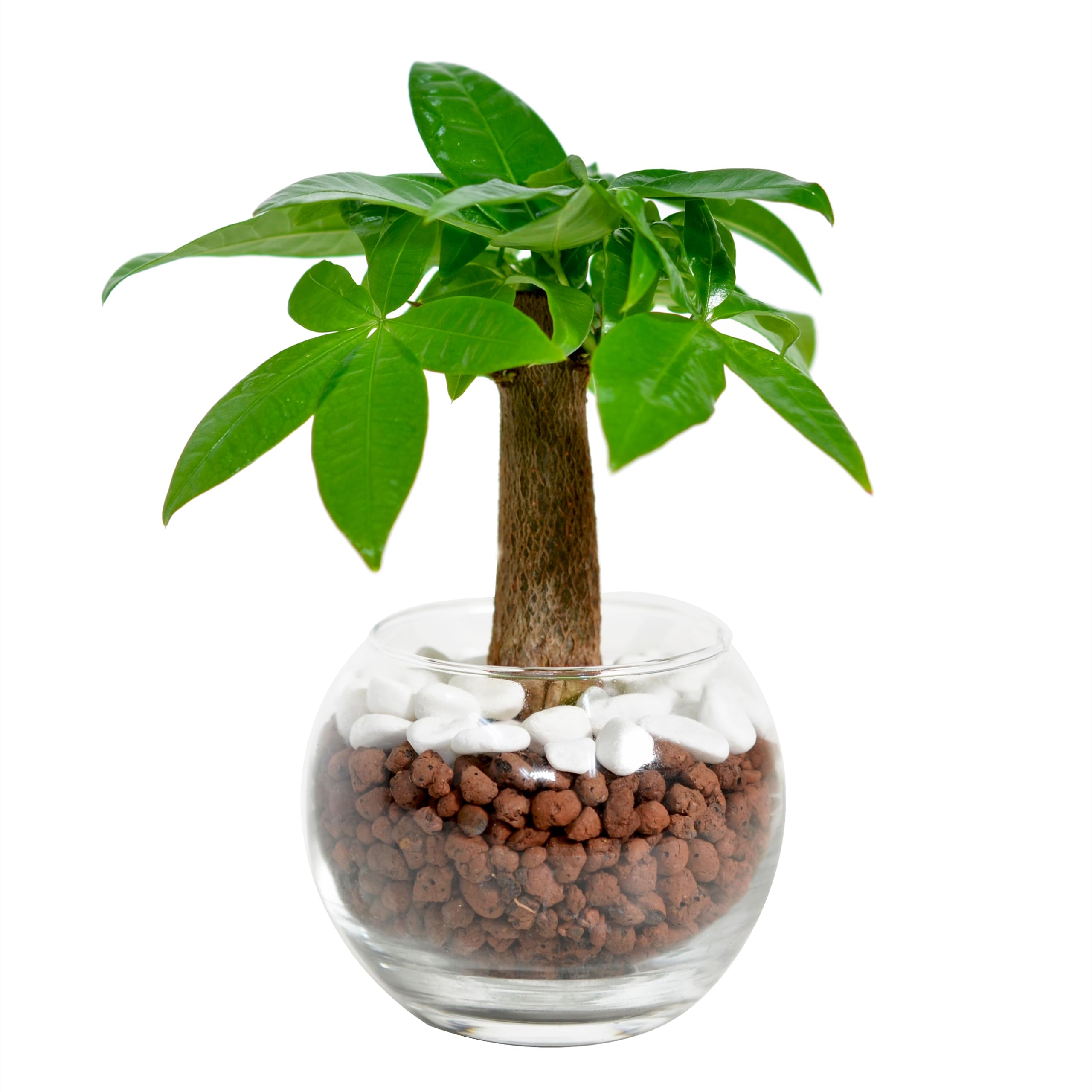 Amazon｜パキラ 土を使わない 観葉植物 ミニ 本物 インテリア ハイドロ