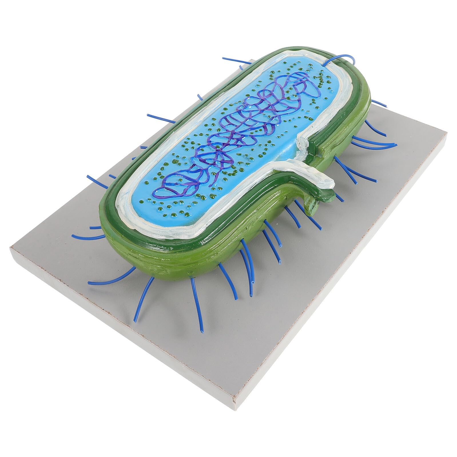VICASKY Microbiologico Educativo in Pvc Struttura Realistica per Insegnamento Biologia e Laboratorio Decorativo per Studenti e Ragazzo Ragazza