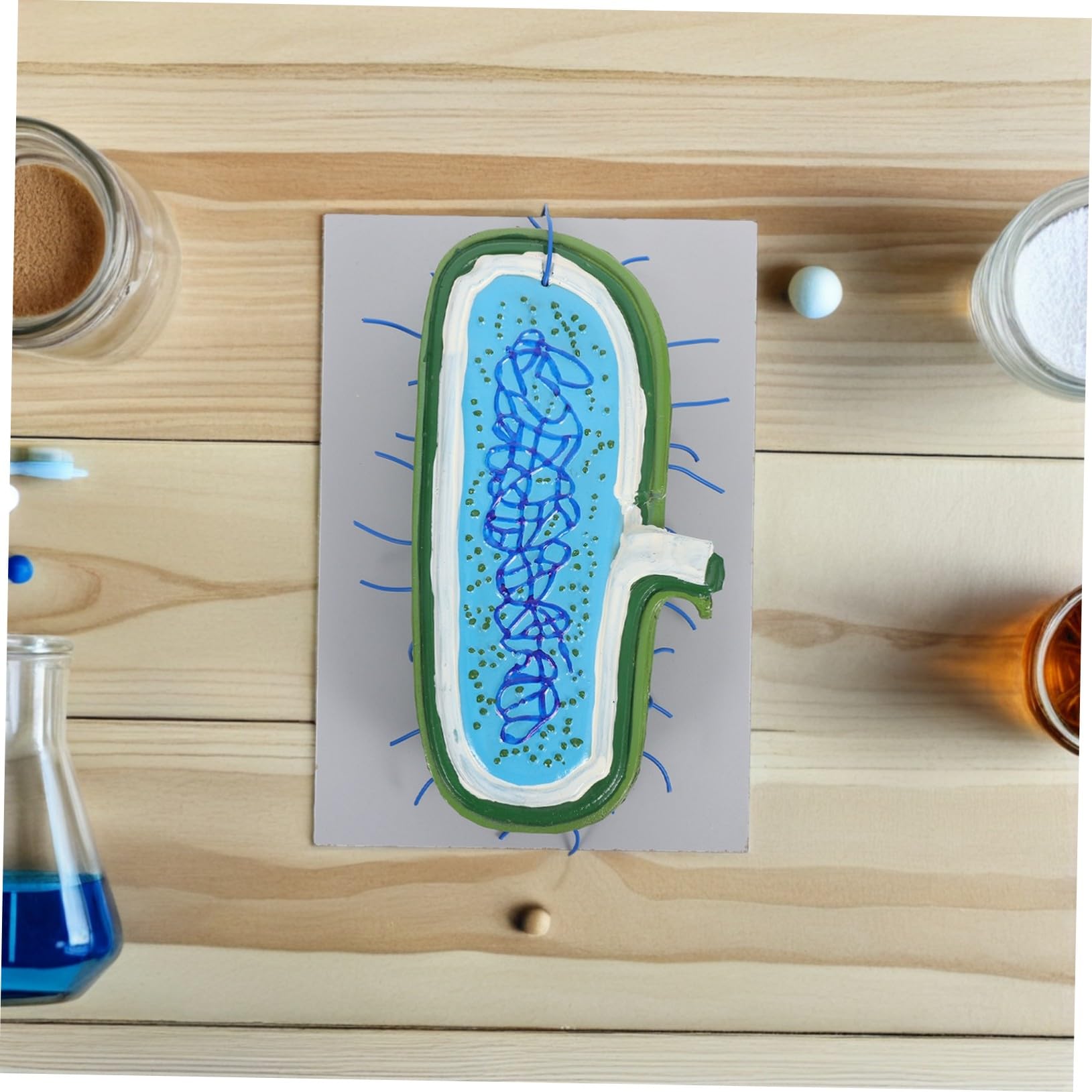 Zellkernmodell aus Kunststoff als Lehrmodell für Schüler | Biologieklasse und Lernumgebung, Interaktives Lernen, Unterstützt Verschiedene Lehrmethoden