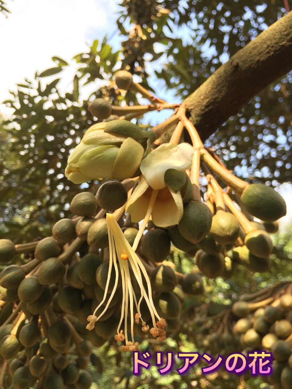 Amazon.co.jp: 「2月27日入荷、入荷次第出荷」 タイ産 ドリアン 1個