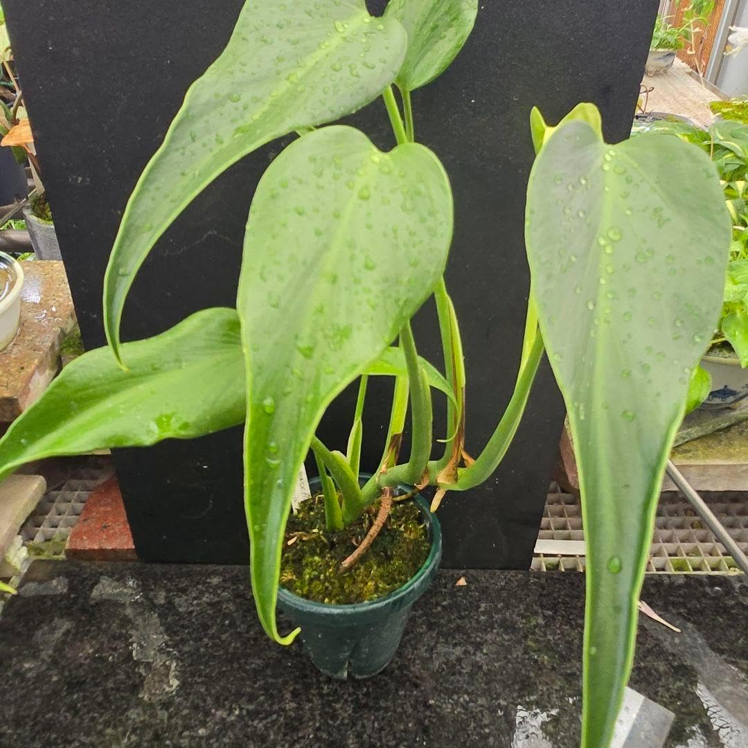 花♪ これからもっと豪華になるよ?モンステラ バールマルクスフレーム