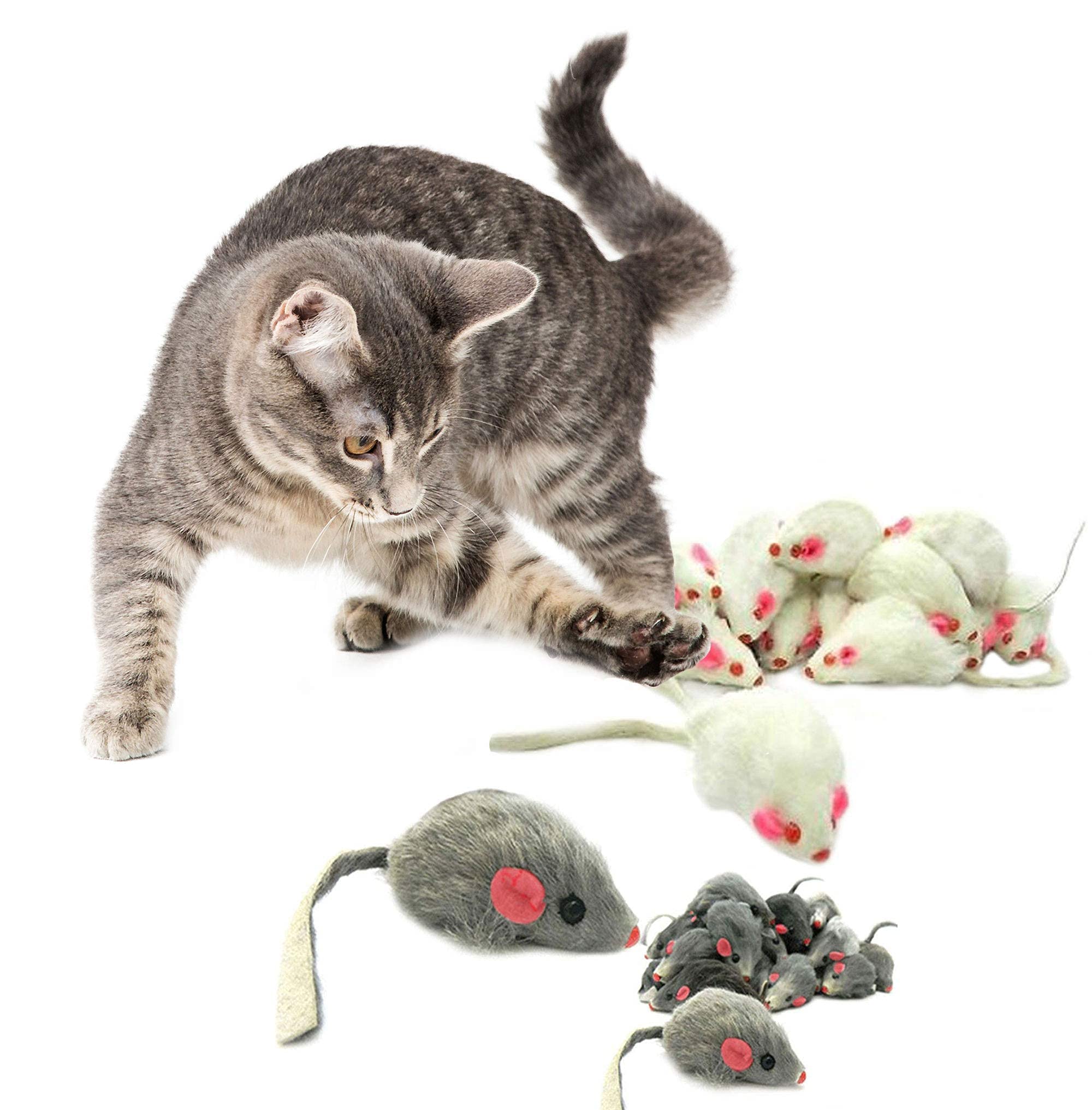 Rabbit Cat Mix