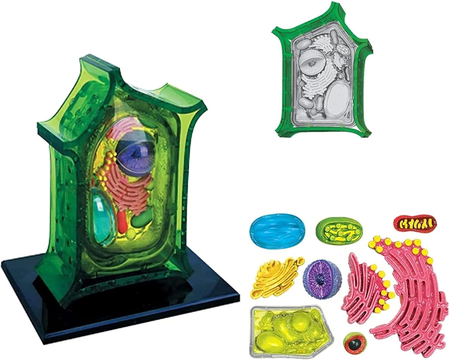 Modell der Pflanzenzellanatomie, medizinischer Unterricht, Pflanzenzellmodell mit 26 abnehmbaren Teilen, biologische experimentelle Lehrmittel for Chloroplastenorganellen