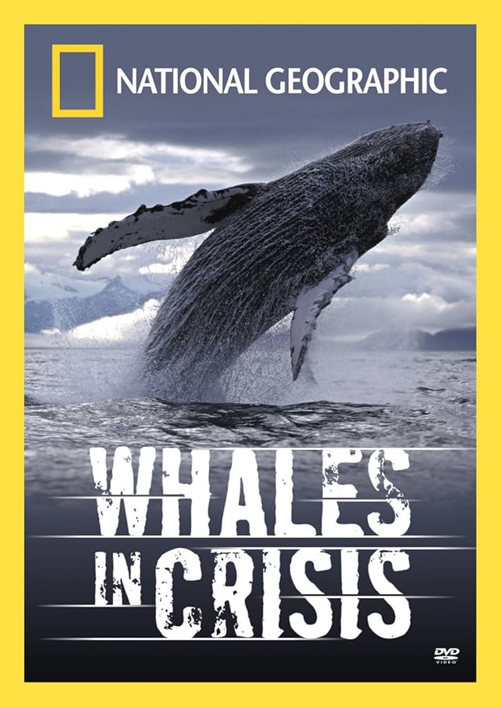 その他 North Atlantic&#39;s Most Endangered Whales [DVD] The North Atlantic right whale is one of the world's most