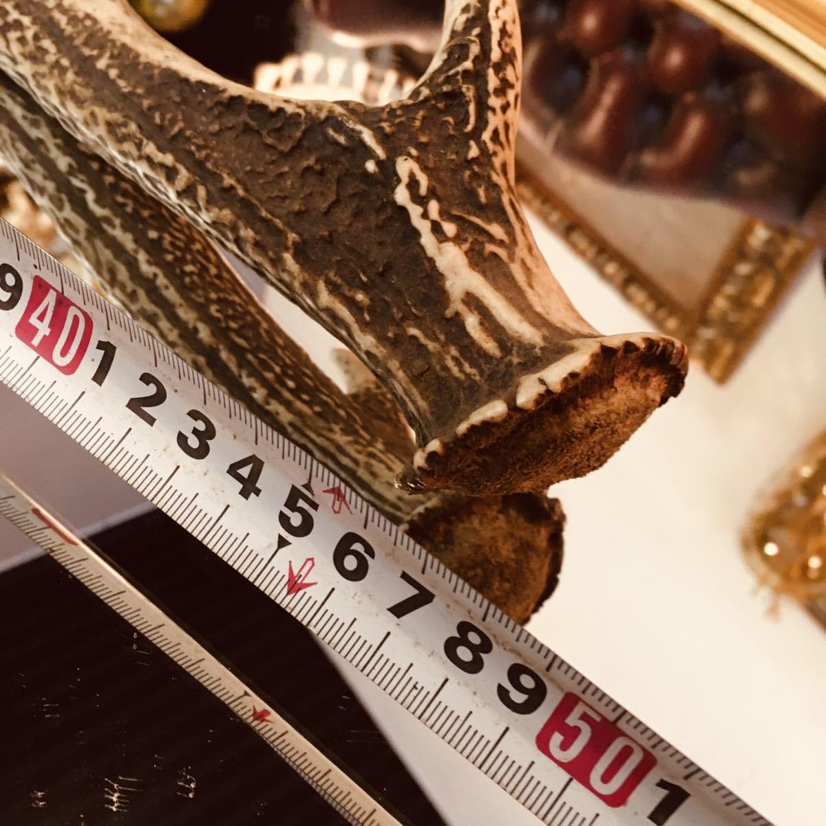 Amazon | 三段角大サイズ切り角蝦夷鹿の角鹿角えぞ鹿エゾ鹿剥製