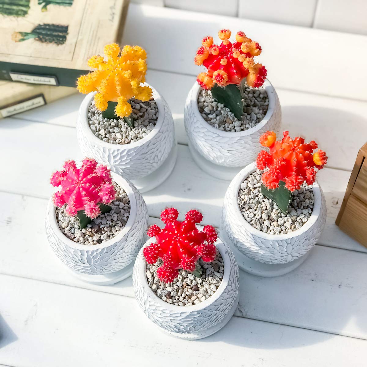 Amazon.co.jp: PLANCHU サボテン ヒボタン カラーおまかせ 陶器鉢植え