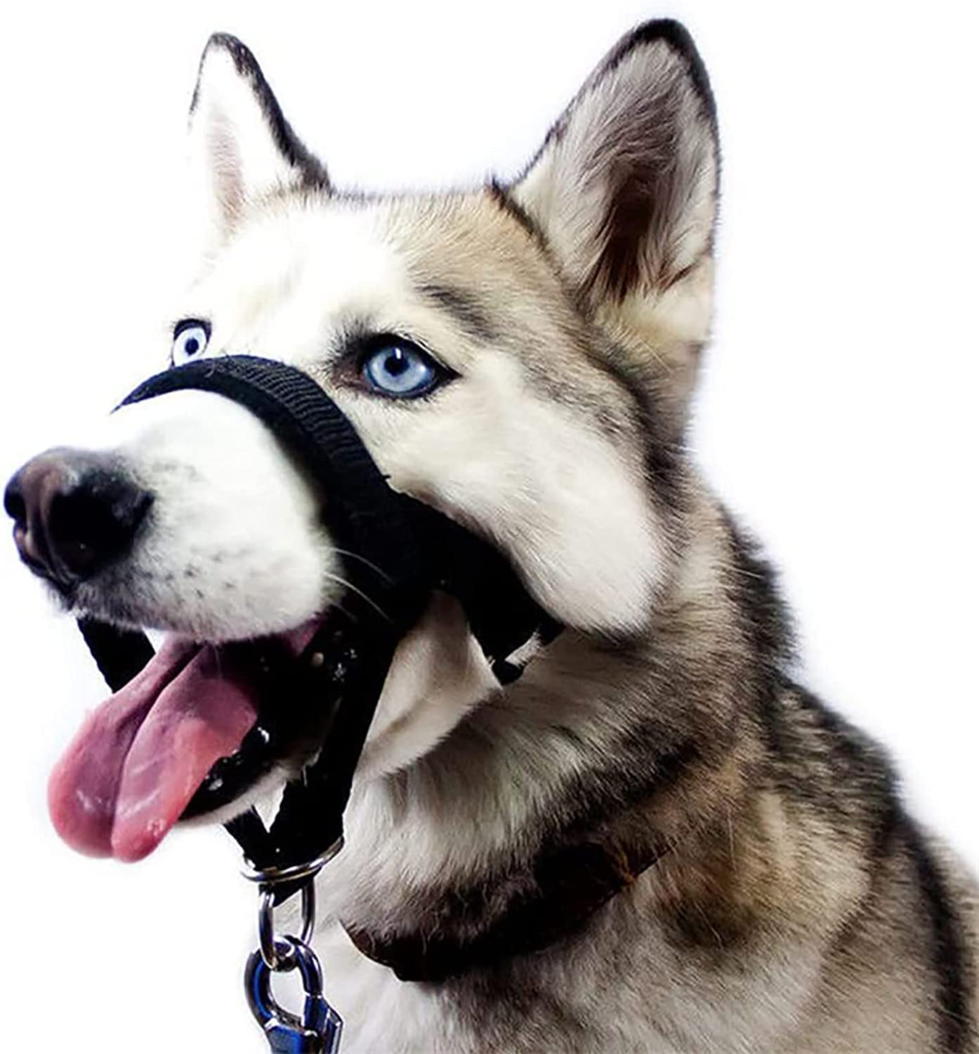 Licol pour Chien,Le Collier Anti-Traction de Dressage pour Chiens,Outil de Dressage pour Chien,Harnais Professionnel pour Chien,Muselière pour Chien,Le Dressage du Chien,5 Tailles (XL)