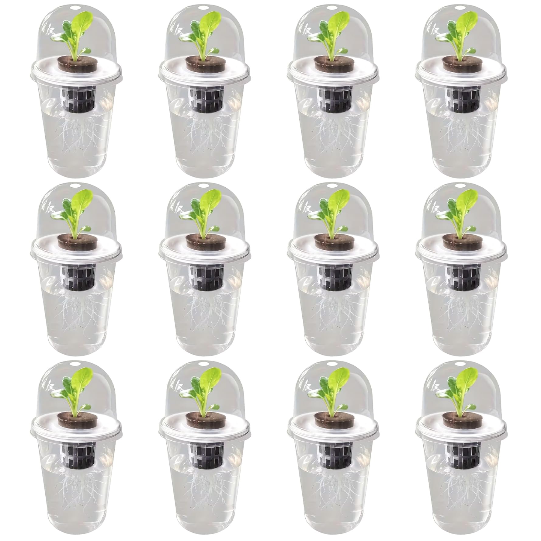 Pots hydroponiques transparents pour réussir le démarrage des graines