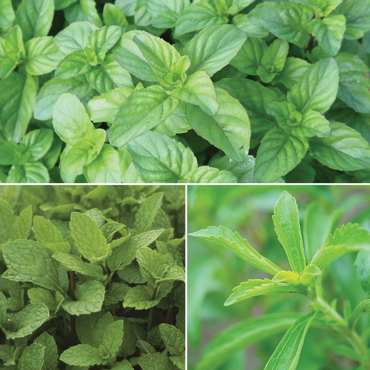 Burpee Mint Julep' Herb Collection ('Kentucky Colonel