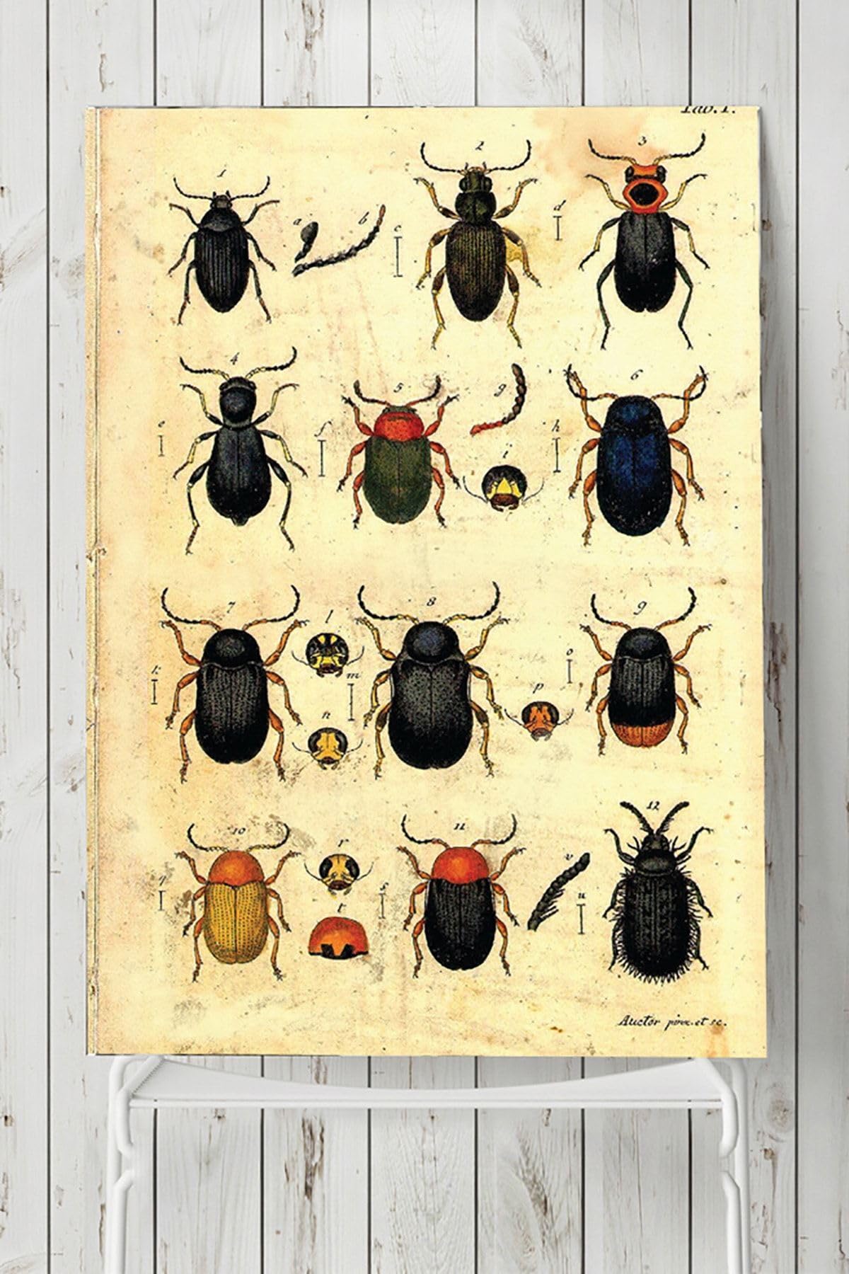 Postermanya (pster3196) Böcek Koleksiyonu Vintage Poster 80x115cm