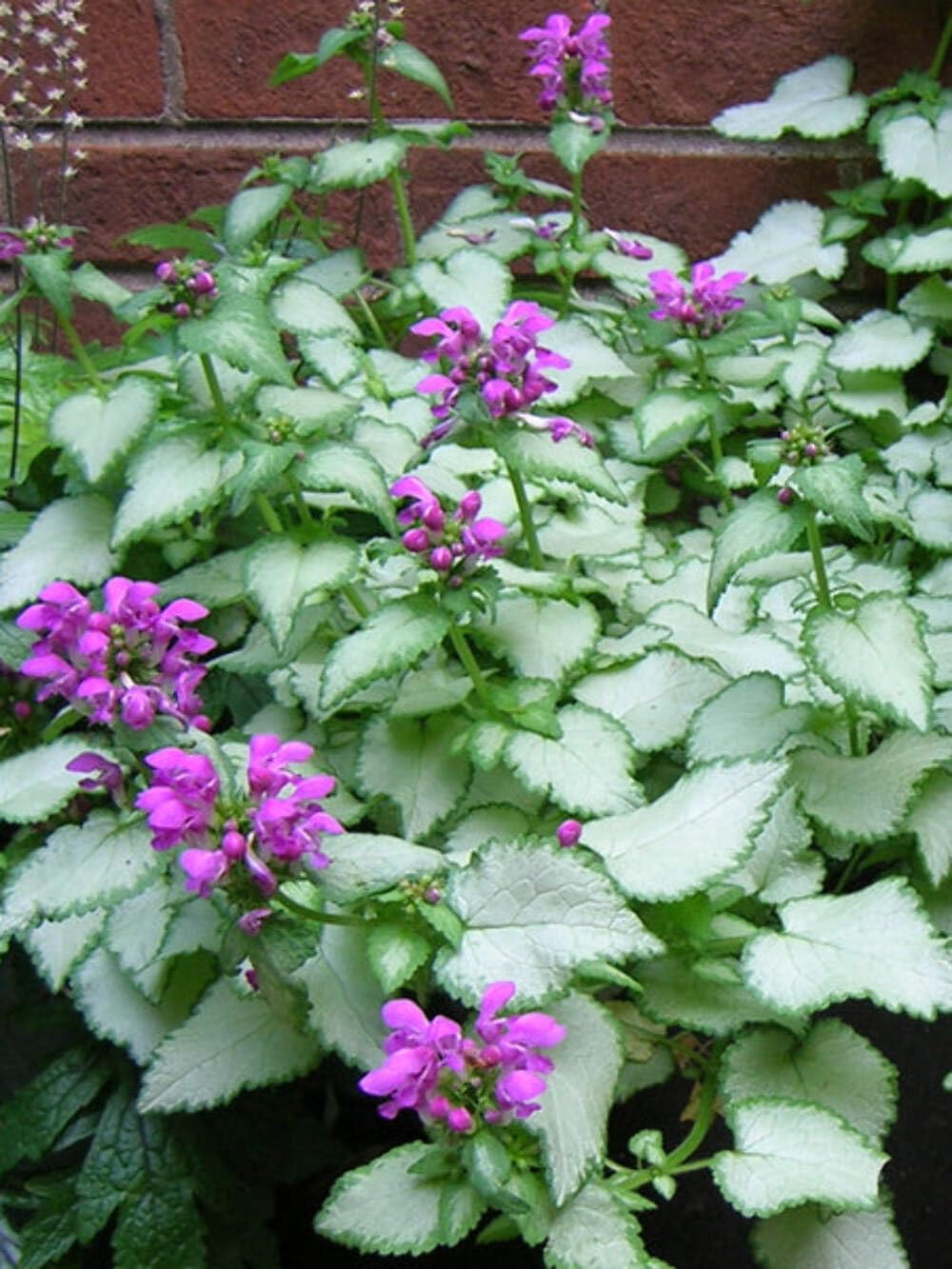 Perennial Farm Marketplace Lamium m. 'Purple Dragon' (Dead Nettle) Groundcover, Size-#1 Container, Silver Leaves and Deep Lavender Flowers
