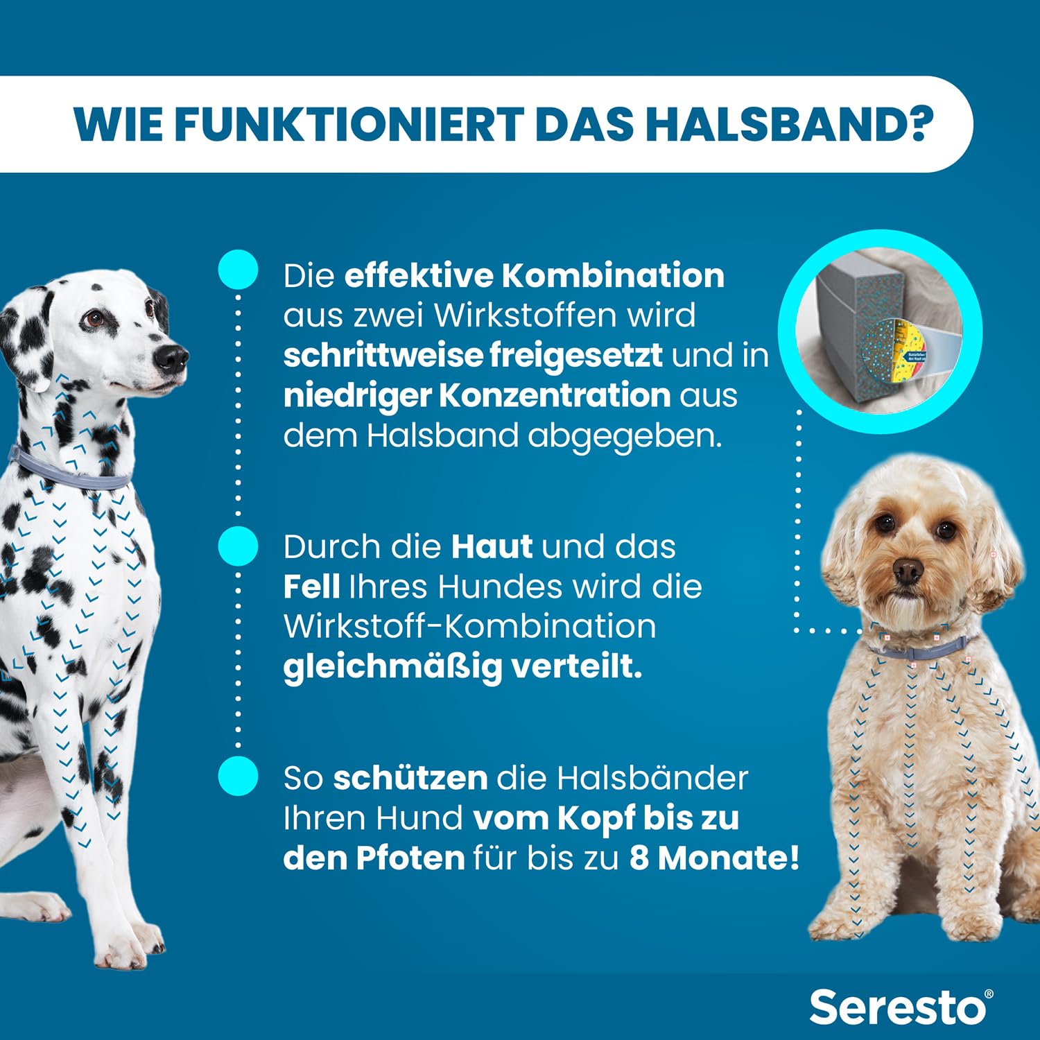 Seresto Zeckenhalsband Kombi-Set für große & kleine Hunde, 2 Halsbänder | Praktisches Set mit 1x für große Hunde (ab 8kg) & 1x für kleine Hunde (bis 8kg). Bis zu 8 Monate Schutz vor Flöhen & Zecken.