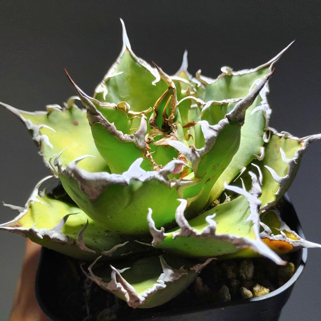 アガベ・チタノタ　シーザー大株　抜き苗 Amazon｜3.アガベ チタノタ シーザー 抜き苗｜観葉植物 オンライン通販