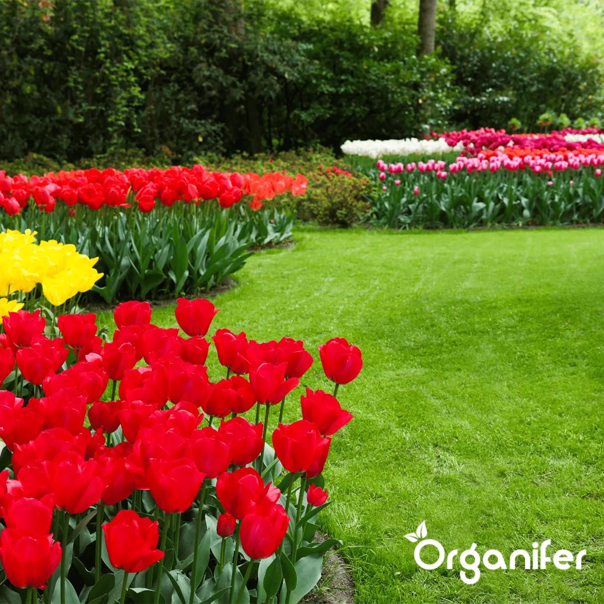 Mezcla Activadora Y Mejoradora De Suelos - Aditivo Natural Para Jardinería Con Microorganismos Eficaces (Em) - Aumenta La Fertilidad Del Suelo Y La Salud De Las Plantas - Organifer (50 L)