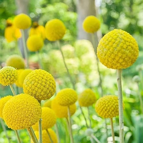 Miniatura 3 de YEGAOL Garden - Semillas Globosa Billy Buttons perenne tolerante a la sequía atrae abejas y mariposas flores cortadas borde de cama jardín exterior