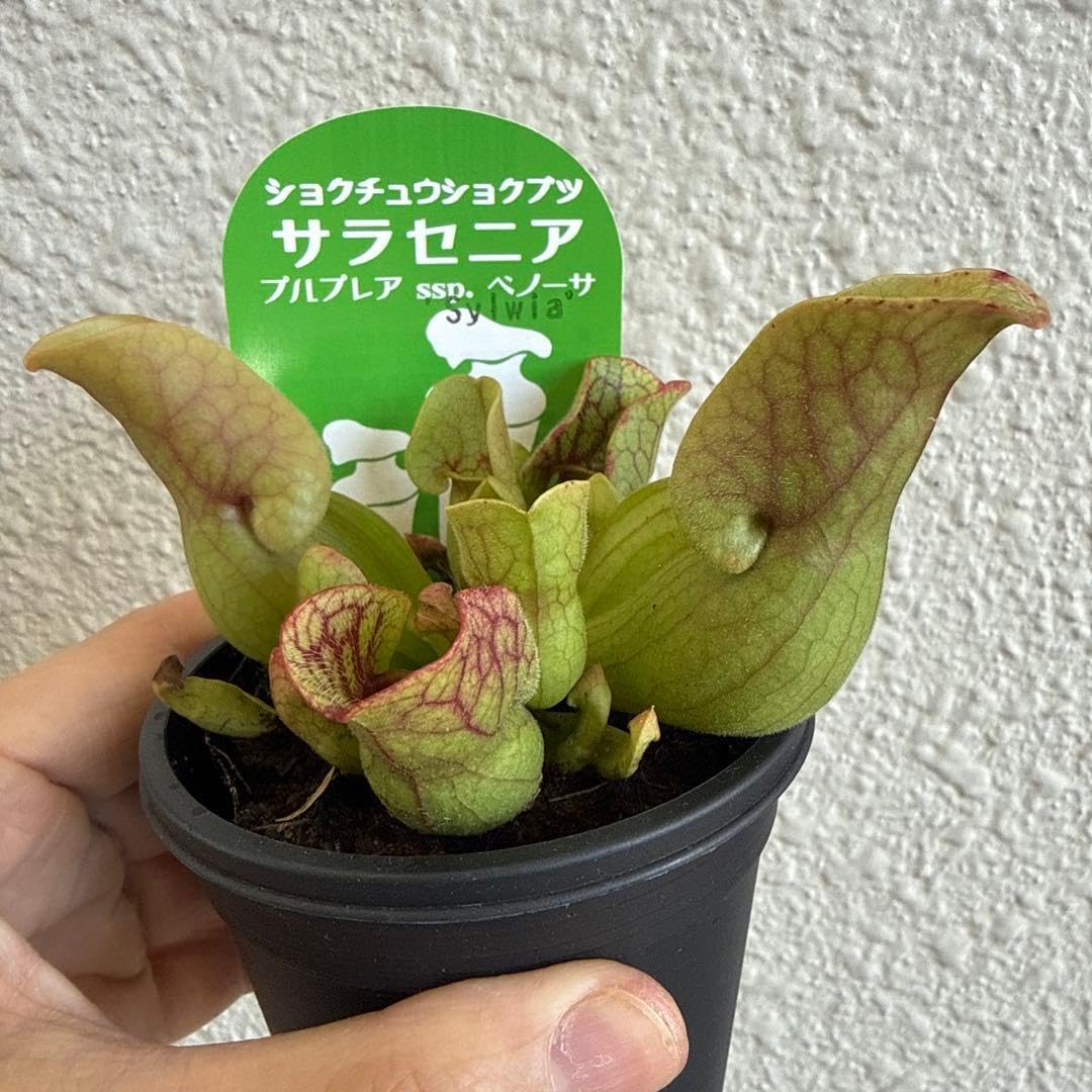 Amazon.co.jp: 食虫植物 サラセニア プルプ ssp ベノーサ Sylwia : ホビー