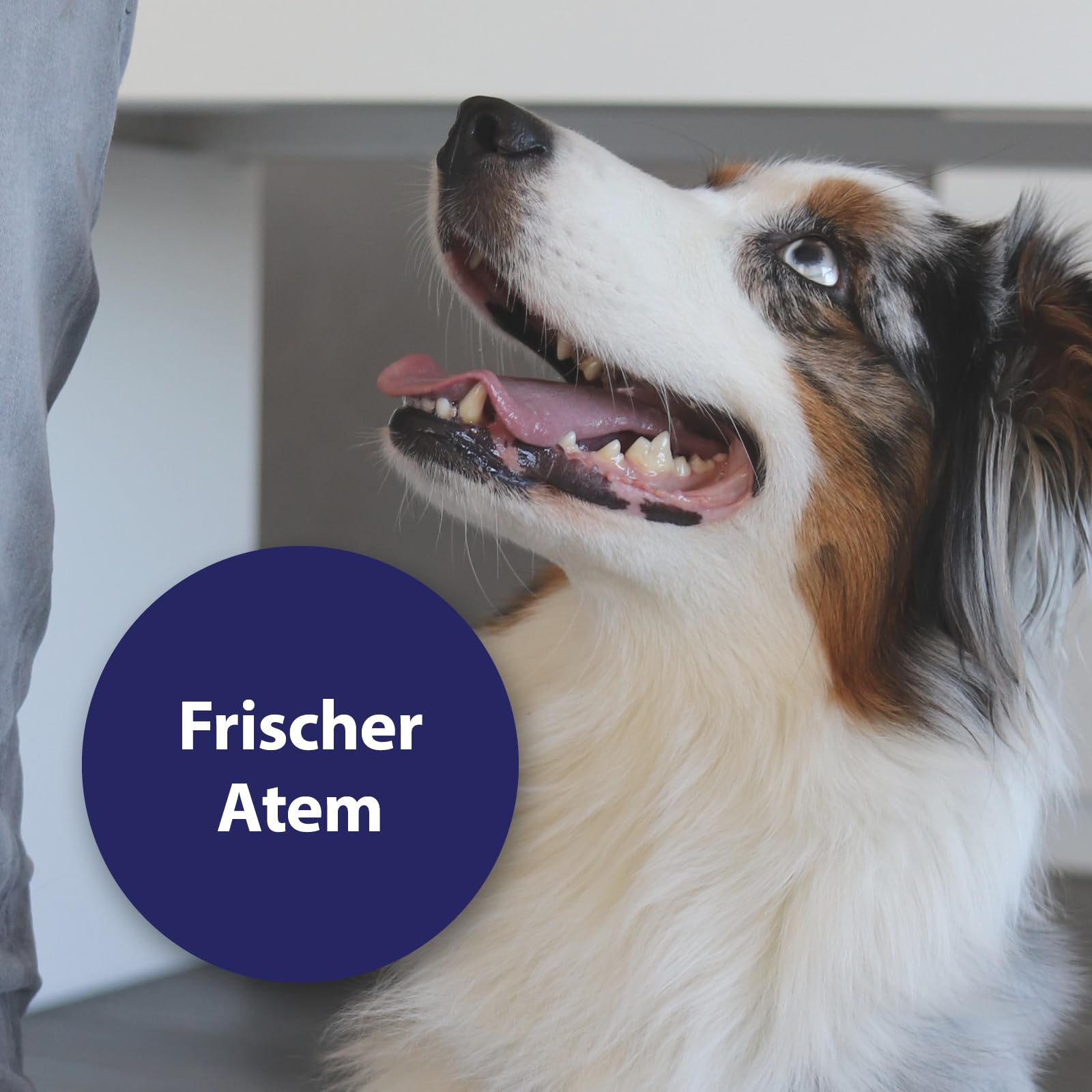 Canosept Zahnpflege-Paket inkl. Dr. Fressnapf Online-Tierarzt Beratung für Hunde - Hundezahnbürste – Hundezahnpasta – Fingerlinge Hunde - Zahnbürste Hund - Hunde Zahnpflege