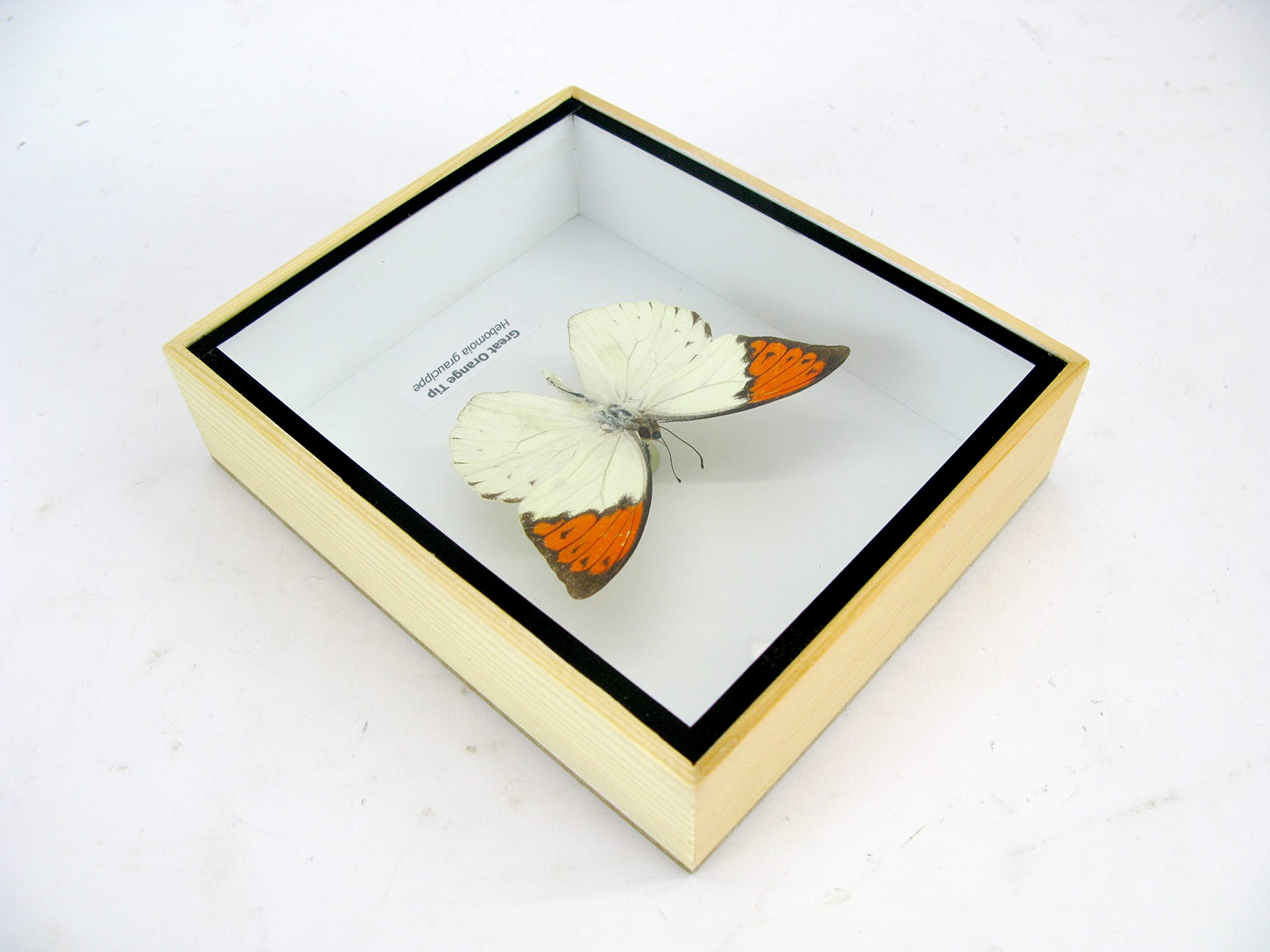 asiahouse24 Ein echter exotischer präparierter Schmetterlinge im Bilderrahmen Wandbild Schaukasten Entomologie Taxidermie (Great Orange Tip)