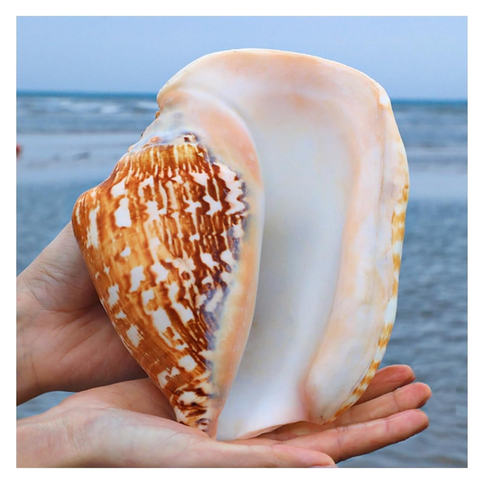 YKMYXZ shells， Great for Themed Parties, Home Decorations, Fish Tanks(15~16cm)