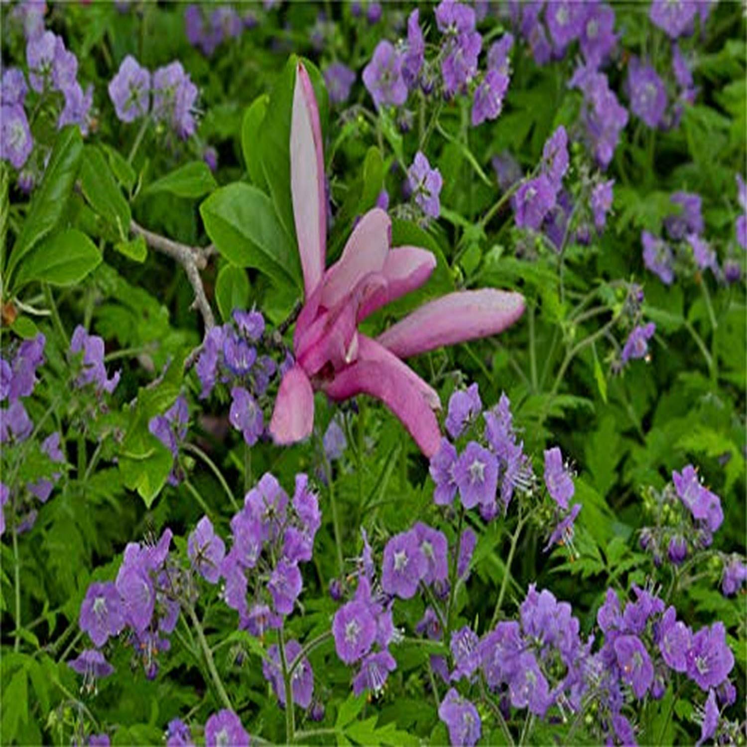 Posterazzi PDDUS39DGU0093LARGE Springtime Chanticleer Garden, Wayne, Pensilvania, impresión fotográfica, 36 x 24 pulgadas, multicolor