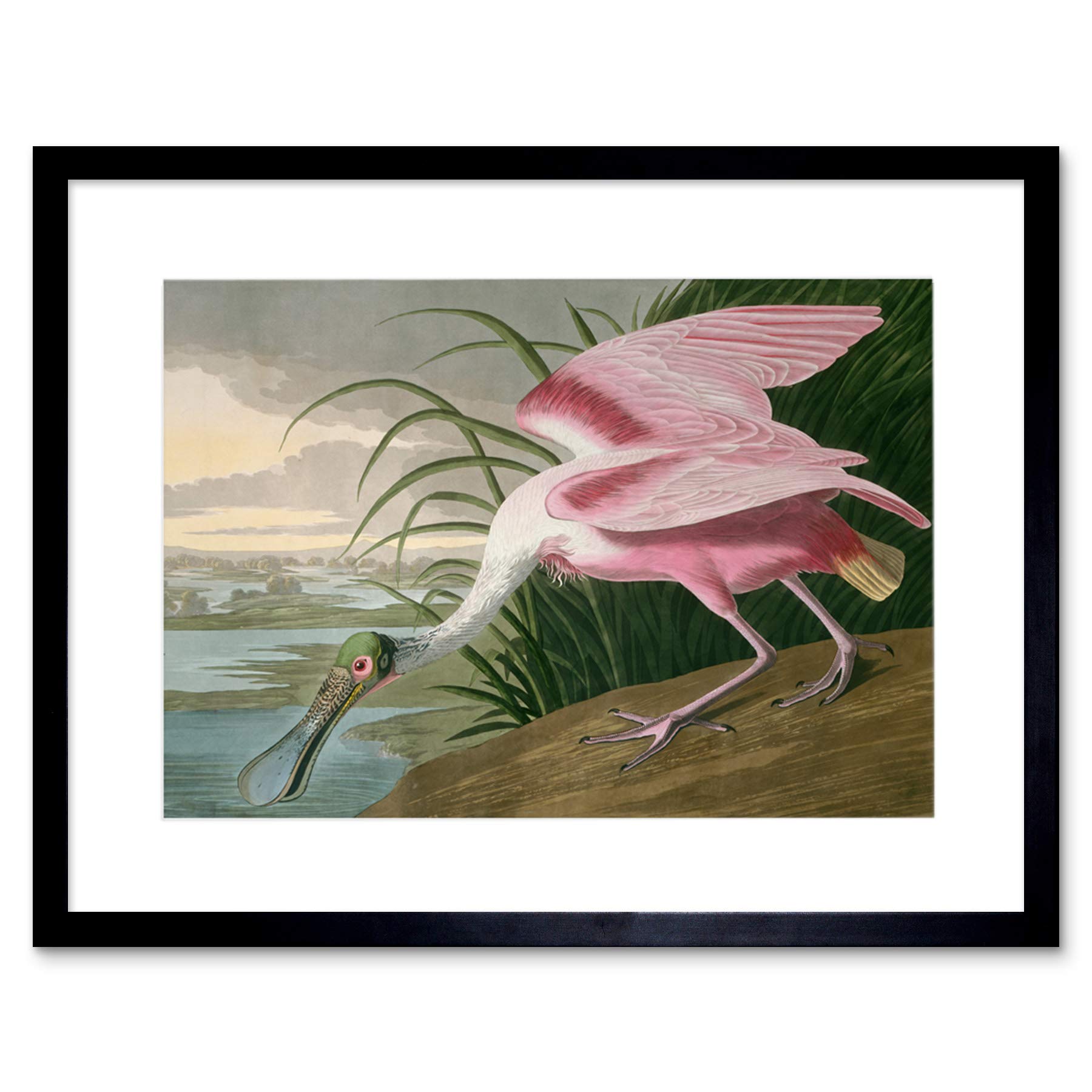Wee Blue Coo Painting Bird Audubon Roseate Spoonbill Framed Wall Art Print