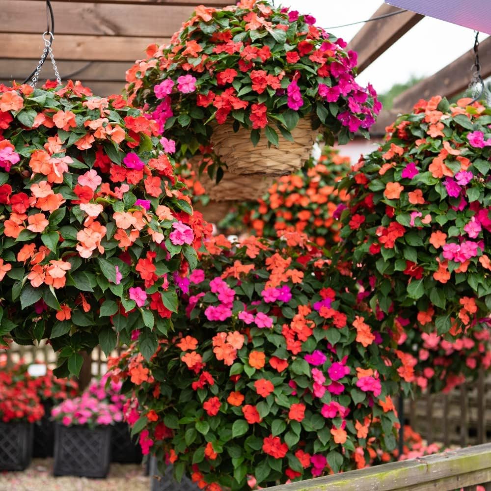 Busy Lizzie 'Beacon Salsa Mixed' Garden Flower Impatiens x Hawkeri with a Beautiful Mediterranean Colour Half-Hardy Annual Plant Easy to Grow 12x Plugs by Thompson & Morgan (12)