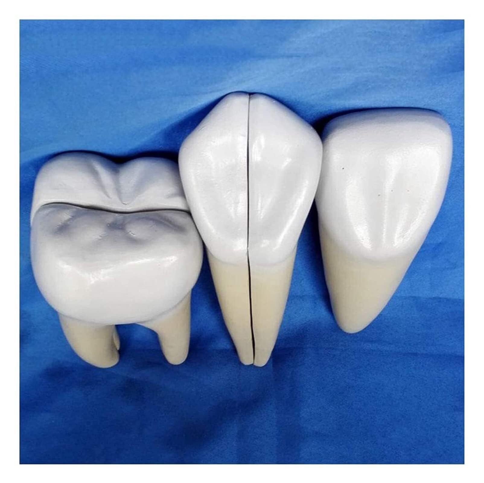 Modèle de dents amovible de taille humaine pour formation