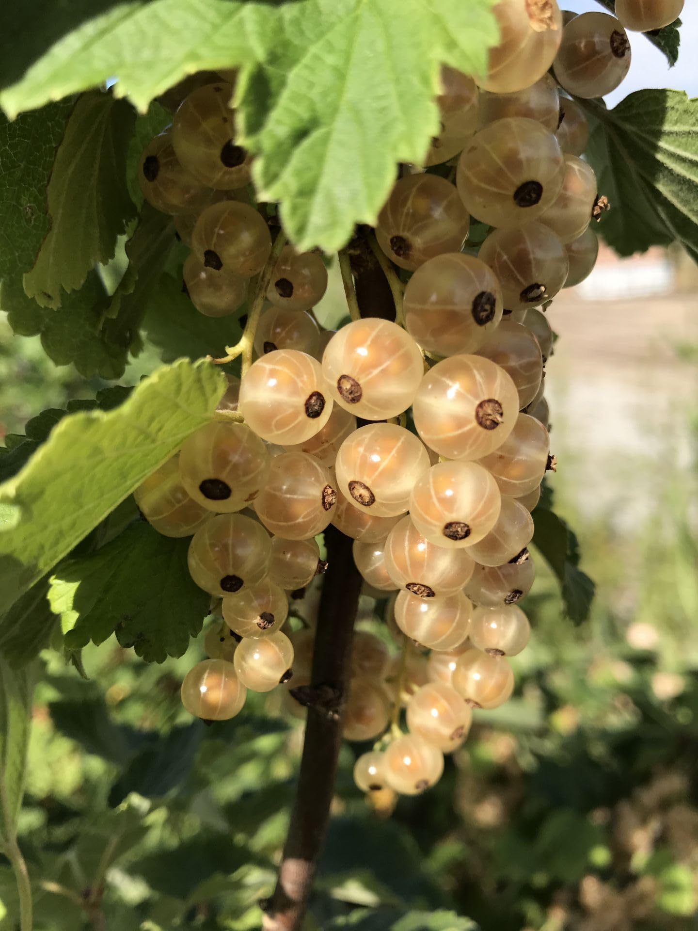 Ribes bianco frutti di bosco pianta in vaso ø18 cm Vivaio di Castelletto
