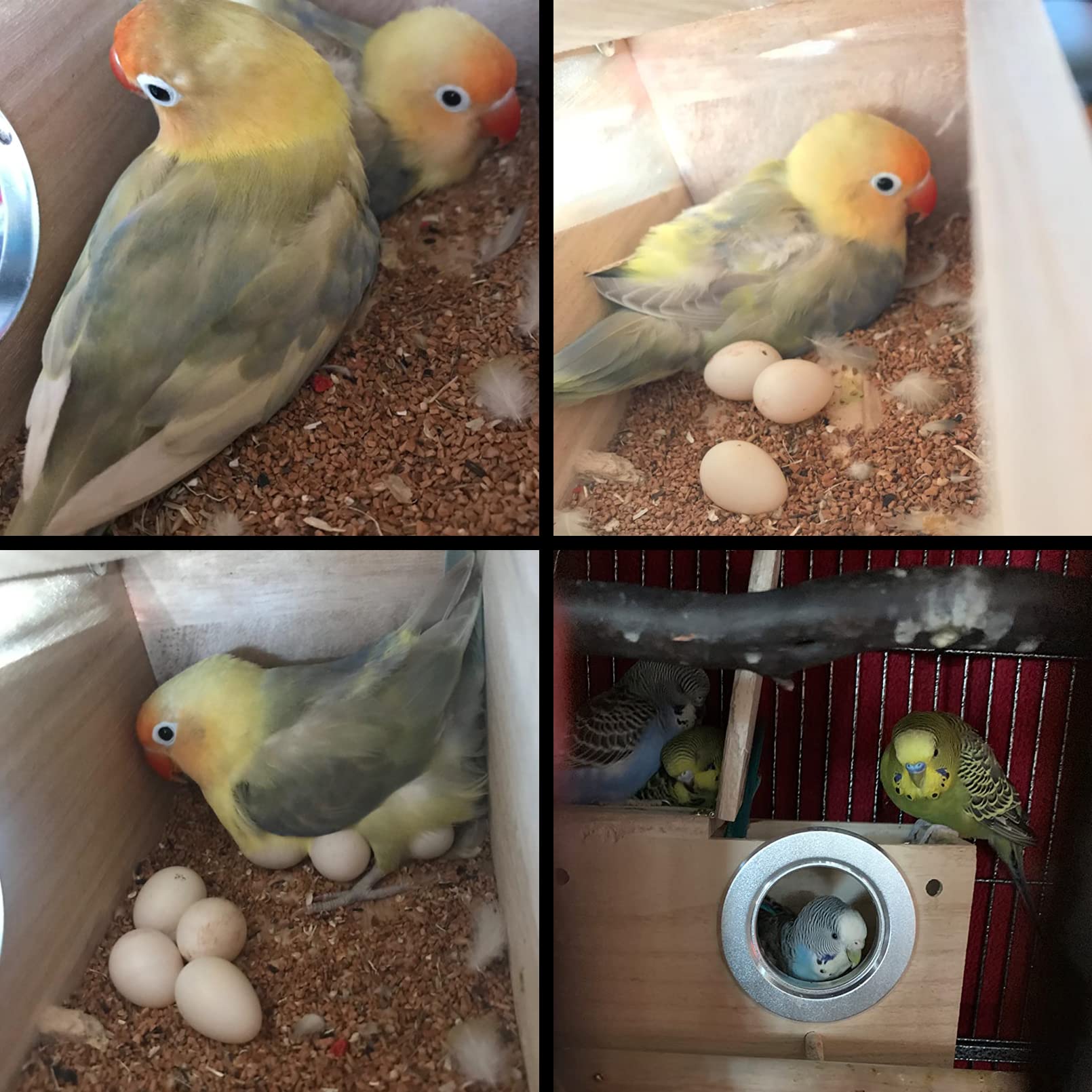 PINVNBY Caja nido para periquitos, casa de pájaros, caja de cría de madera, caja de apareamiento para loros, periquitos, pinzones, cacatúas, canarios y pájaros de tamaño mediano (S)