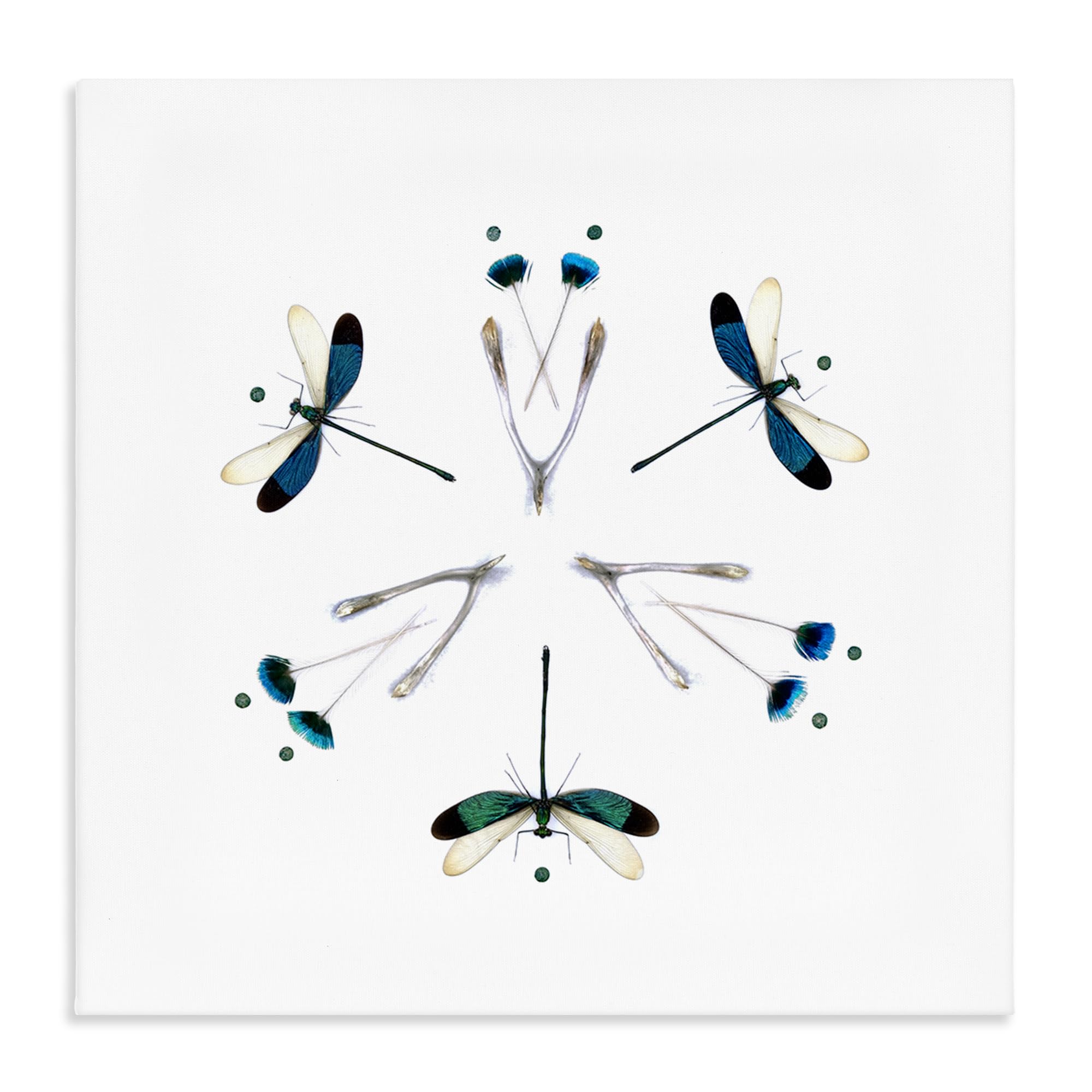 Dragonfly Symmetry Nature, 36 x 36 Inch Canvas Wall Art