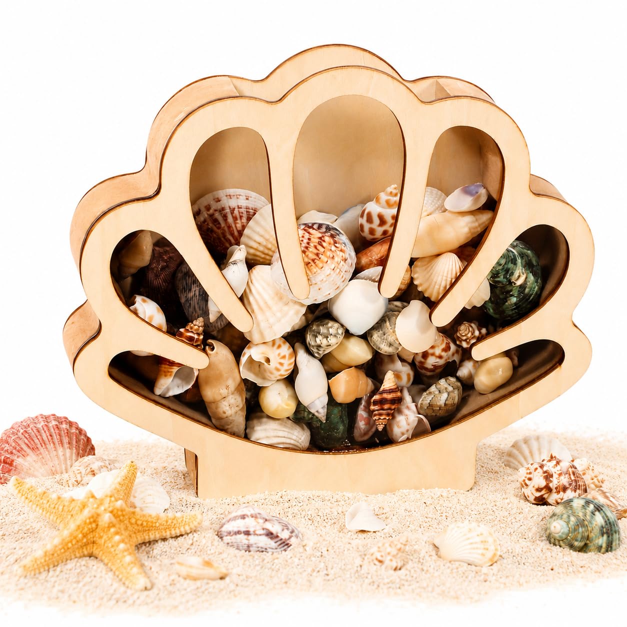 Seashell Display Box, Wooden Seashell Display Case with Clear Acrylic Front & Top Loading Slot, Shell Holder for Sea Glass, Shark Teeth, Starfish & Beach Treasures, Coastal Home Décor Gift