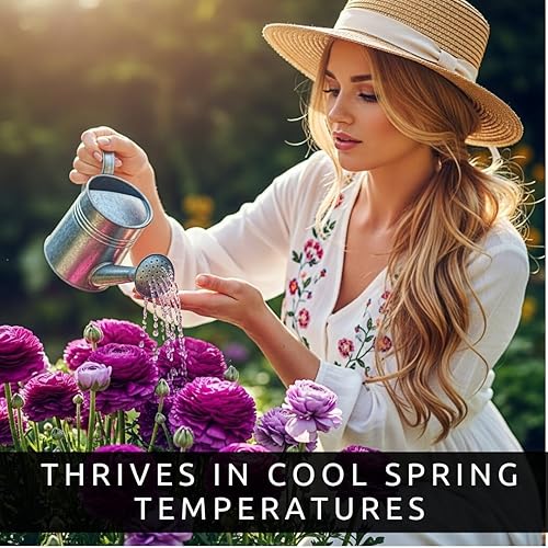 Miniatura 3 de Bulbos de ranúnculo morado para plantar - Color impresionante y flores de larga duración, fáciles de cultivar (20 bulbos)