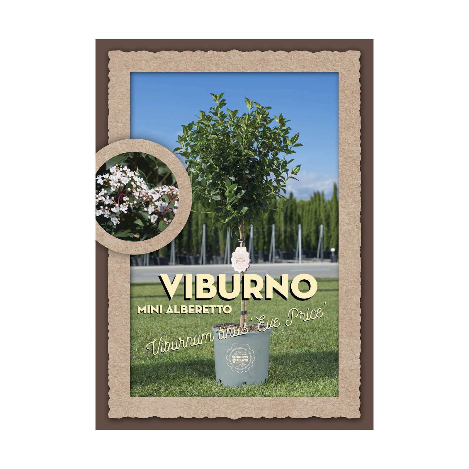 Vannucci Piante - Viburnum Eve Price, Mini alberetto, Lentaggine Eve Price, Viburno, Pianta vera in vaso, Pianta da terrazzo