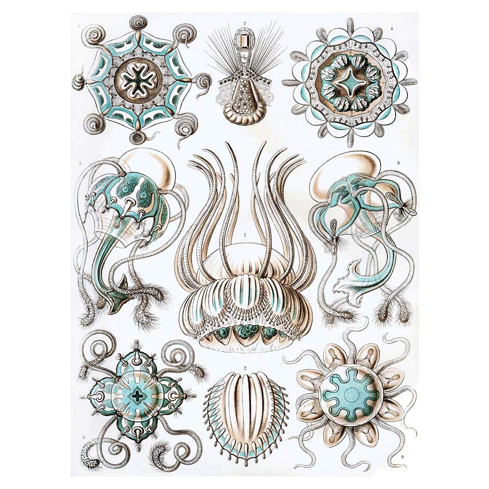 Wee Blue Coo Nature Ernst Haeckel Jellyfish Biology Germany Vintage Art Print Poster Wall Decor 12X16 Inch
