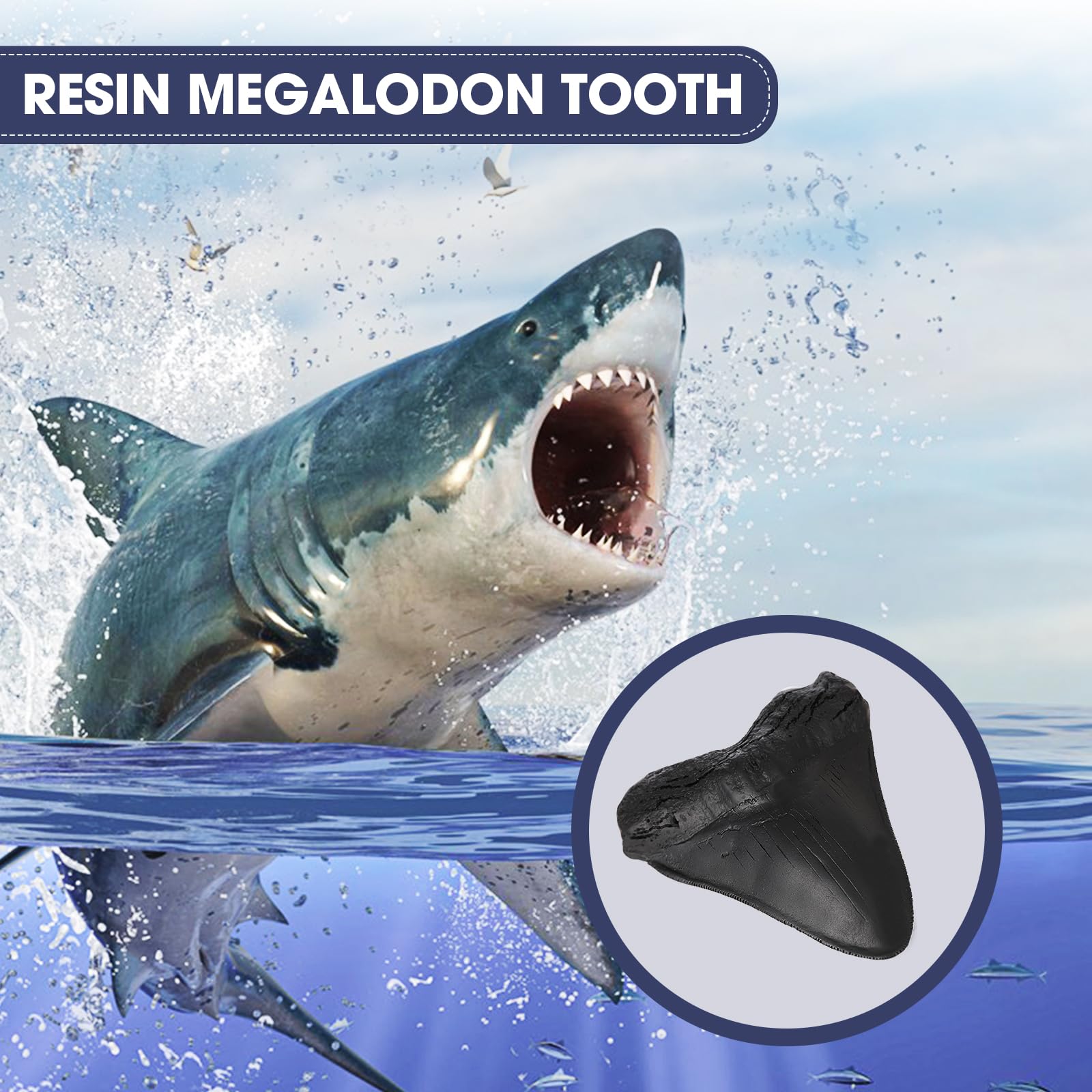 Dent de Mégalodon Fossile Noire, Vraie Dent de Requin avec Dent de Scie pour Collectionneurs